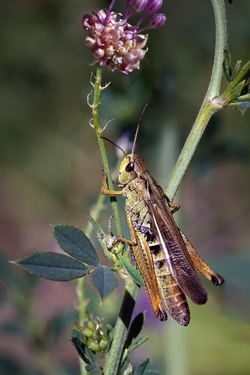 arcyptera fusca-spot-entomologique-suisse-maunankea